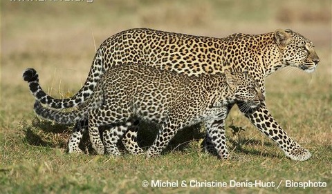 Female-Africa