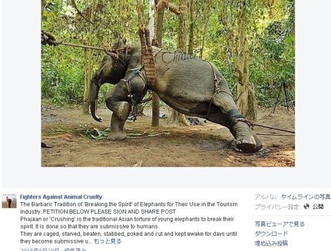 elephantride1