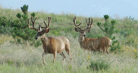 800px-Two_Mule_Deer_G
