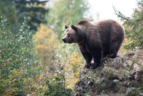 bear-7237042_1280