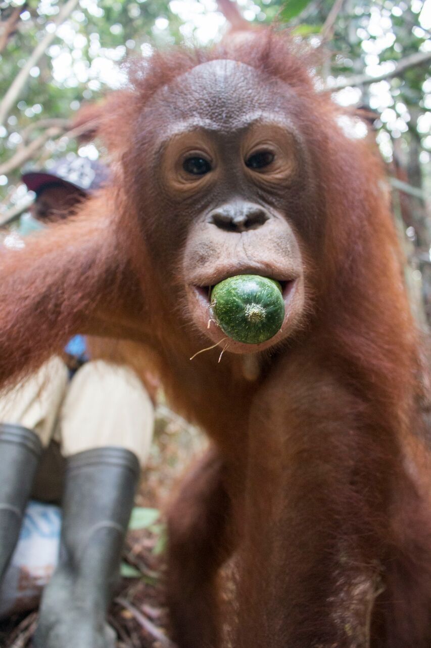 ラハユ 目の見えないオランウータンの赤ちゃん救出 ひかたま 光の魂たち ラハユ 目の見えないオランウータンの赤ちゃん救出 ひかたま 光の魂たち