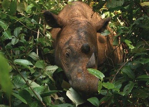 Sumatran_Rhinoceros_Way_Kambas_2008