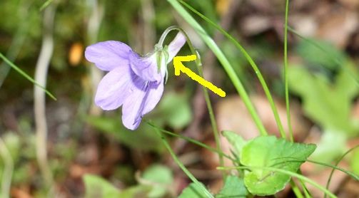 スミレと宅配便 ひかたま 光の魂たち