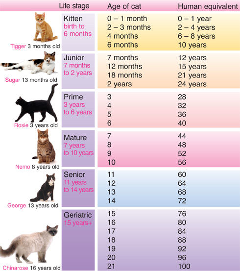 猫のヒト年齢換算表 ひかたま 光の魂たち 猫のヒト年齢換算表 ひかたま 光の魂たち
