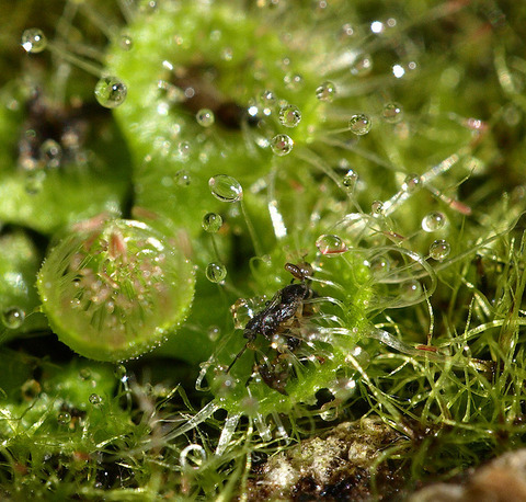 drosera sundew 19