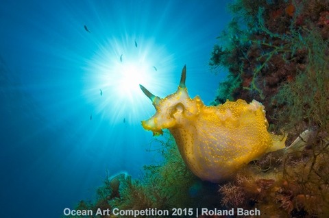 1st-n-ocean-art-2015-roland-bach