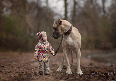 大きな犬と小さな子供たち ひかたま 光の魂たち