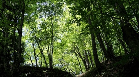 1IMG_9243 - コピー