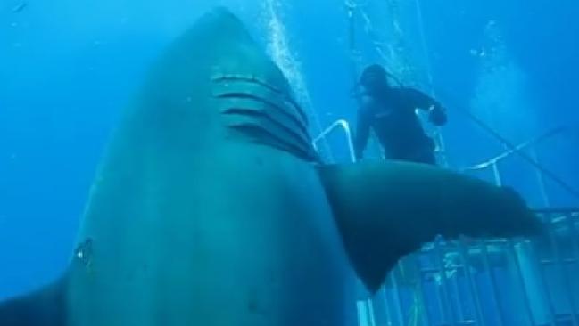 南アフリカのホホジロザメが絶滅の危機 ひかたま 光の魂たち 南アフリカのホホジロザメが絶滅の危機 ひかたま 光の魂たち