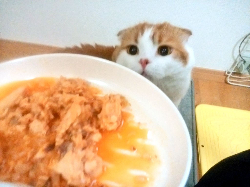 かつてないほど美味しそうなご飯におめめきらっきらさせてるのえ シャイン速報局 アニメ声優まとめ かつてないほど美味しそうなご飯におめめきらっきらさせてるのえ シャイン速報局 アニメ声優まとめ
