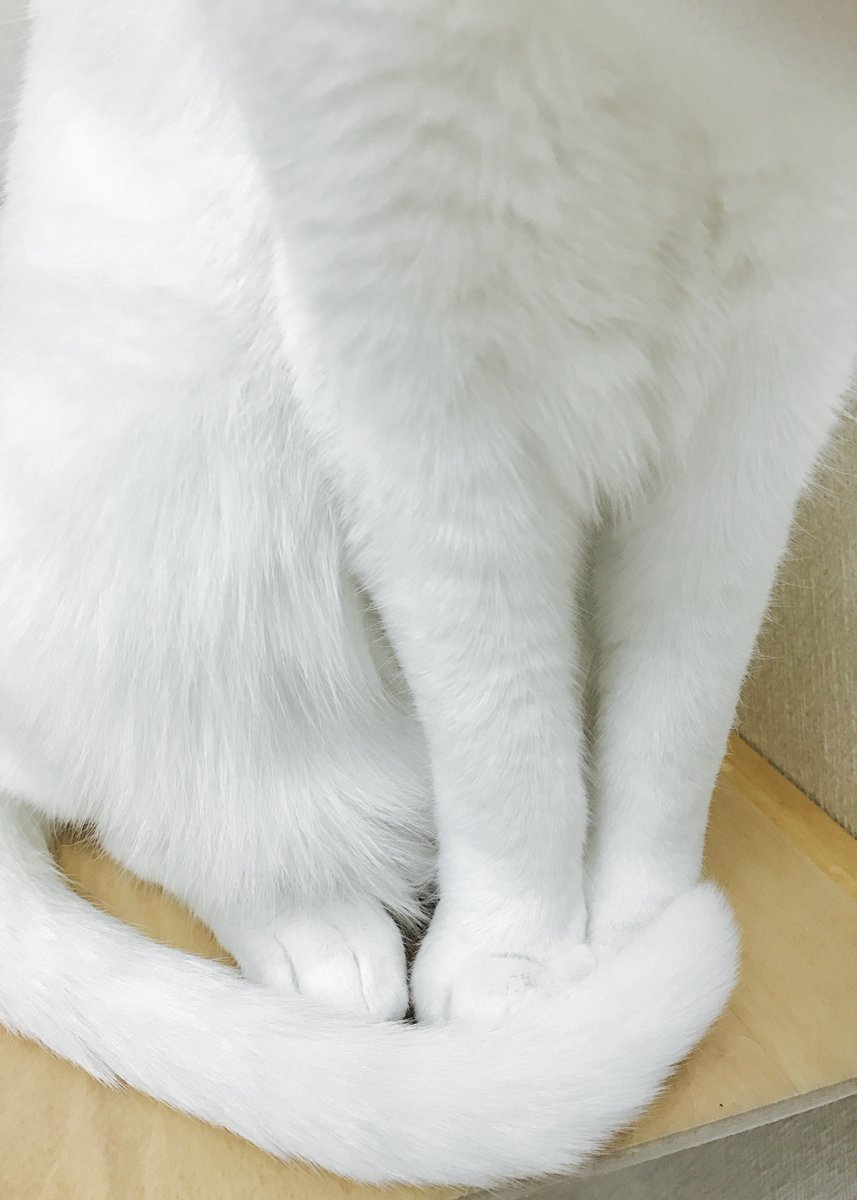 本日のおててとむなげ ねこ 猫 Cat しっぽ W シャイン速報局 アニメ声優まとめ