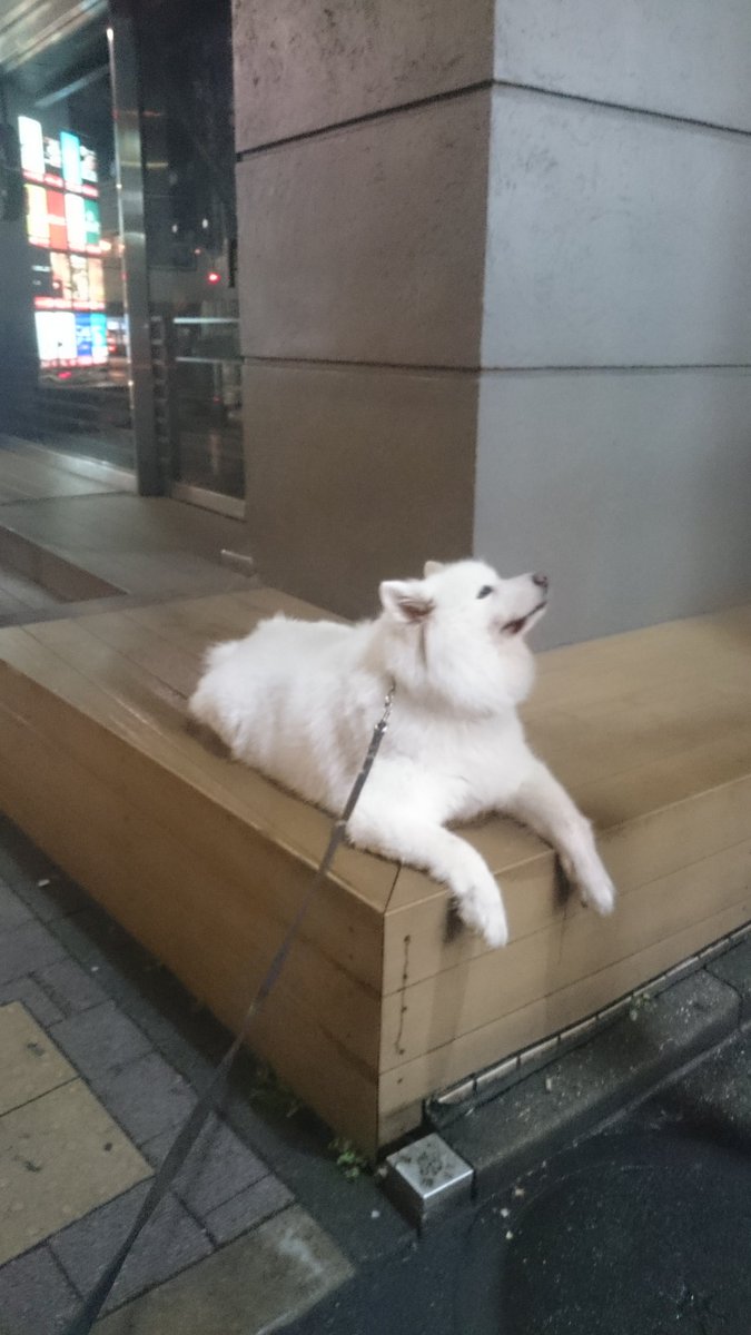 大分遠出した まいこーも疲れたから早よ帰ろうー シャイン速報局 アニメ声優まとめ