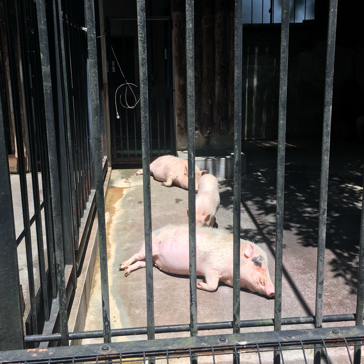 ミニブタさん 前園さんはこれを飼っているのか 笑 H シャイン速報局 アニメ声優まとめ ミニブタさん 前園さんはこれを飼っているのか 笑 H シャイン速報局 アニメ声優まとめ