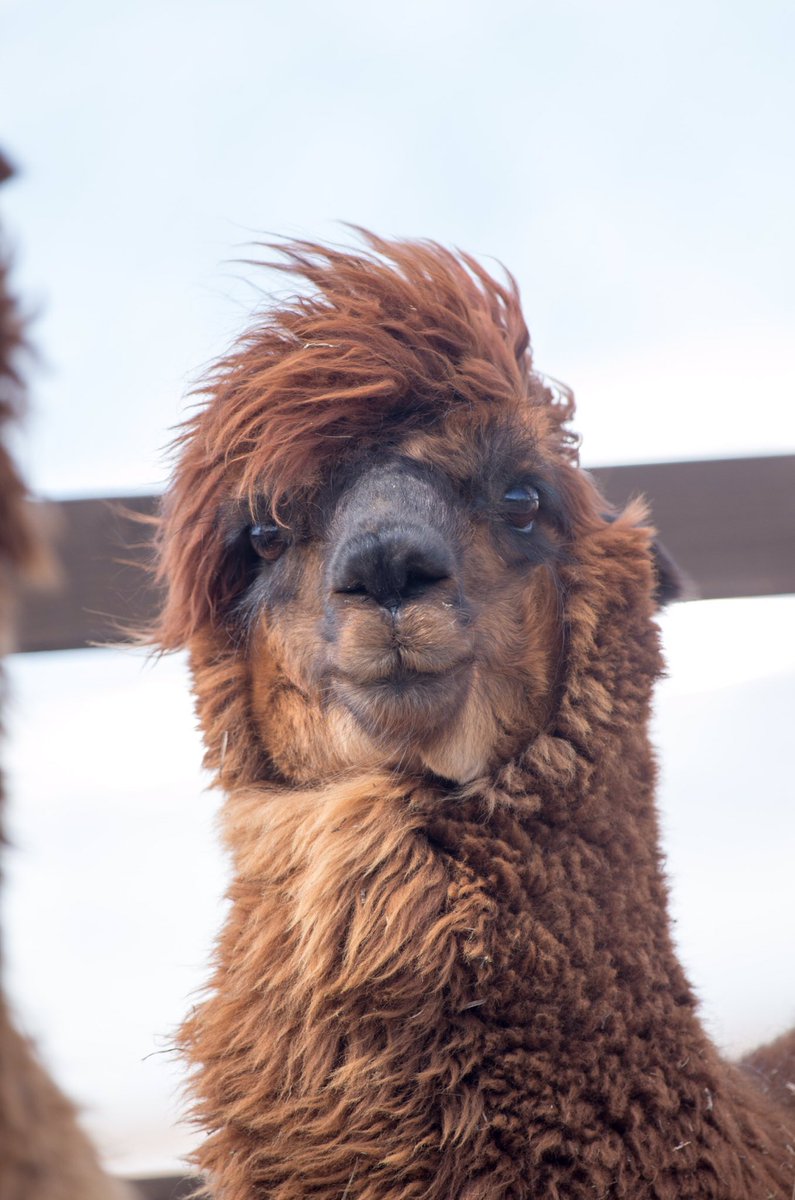 イケメン風のアルパカ T Co G5rsga シャイン速報局 アニメ声優まとめ