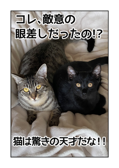 世界でいちばん可愛い猫【改訂版】_031