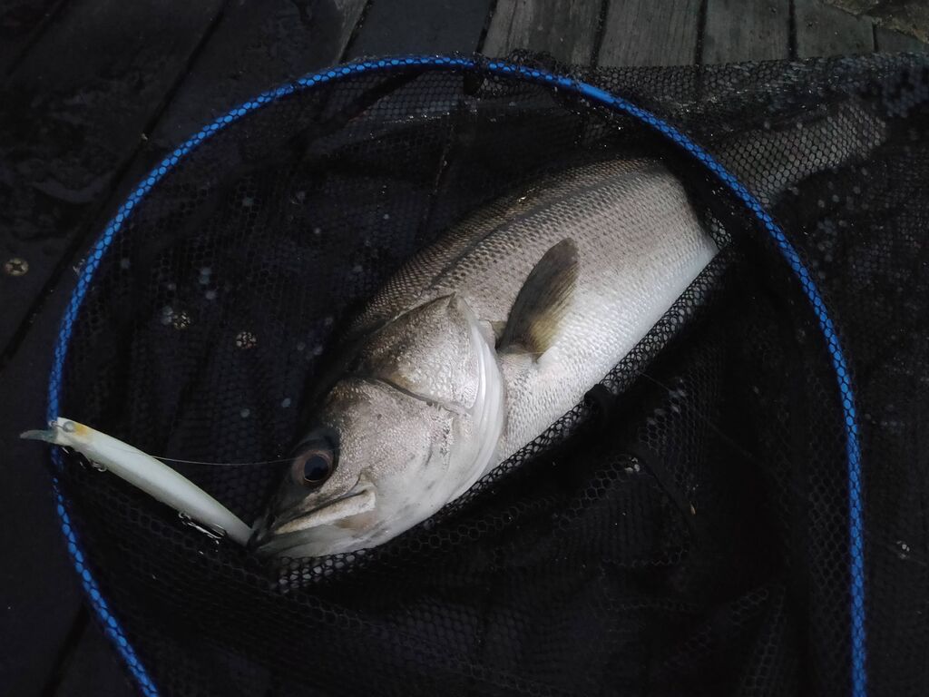 Weekend Seabass Fisher Weekend Seabass Fisher