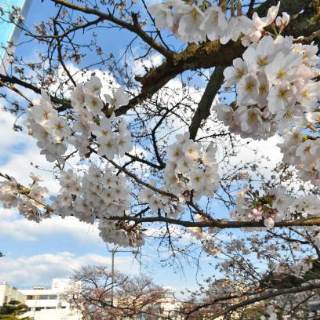 桜　開花　sakura