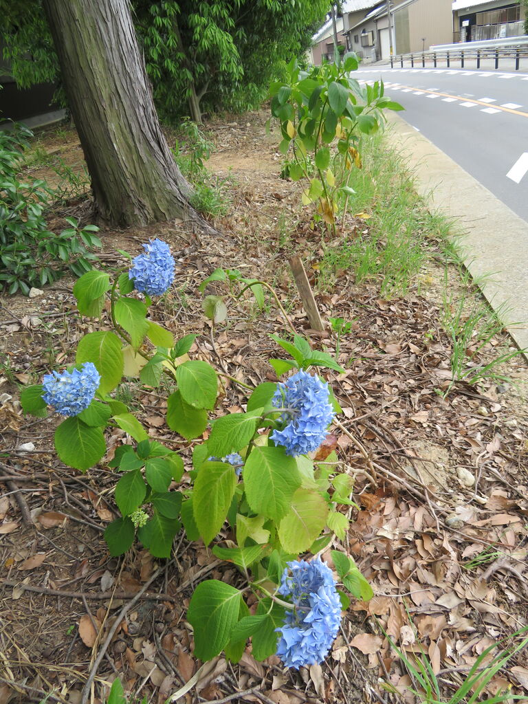 年6月3日 水 糟目春日神社内の紫陽花が開花 深津しんいち 活動レポート