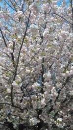 新宿御苑の桜