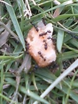 2ccf040e.jpg