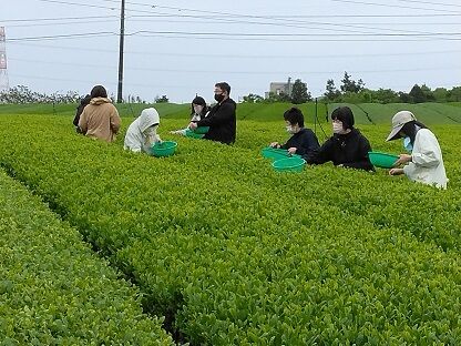 1茶摘み