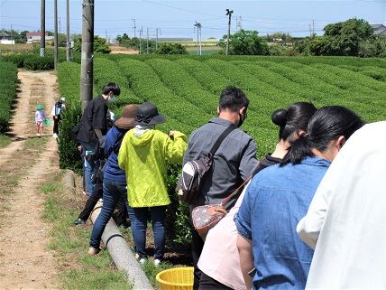 茶摘み
