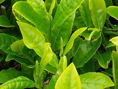 4茶摘み