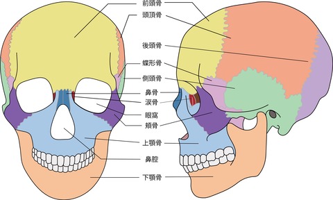 頭蓋骨