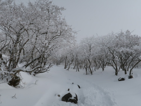 雪の伊吹山2019