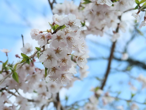 水登 百貝岳