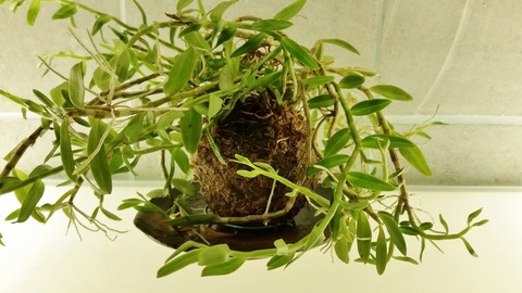 苔玉2