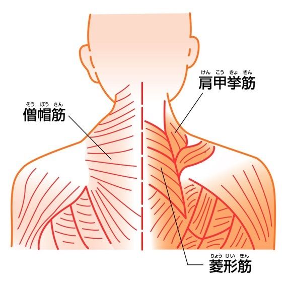 なで肩といかり肩 新町 堀江 四ツ橋 治療家 整体師 整体サロン力指 院長のブログ なで肩といかり肩 新町 堀江 四ツ橋 治療家 整体師 整体サロン力指 院長のブログ
