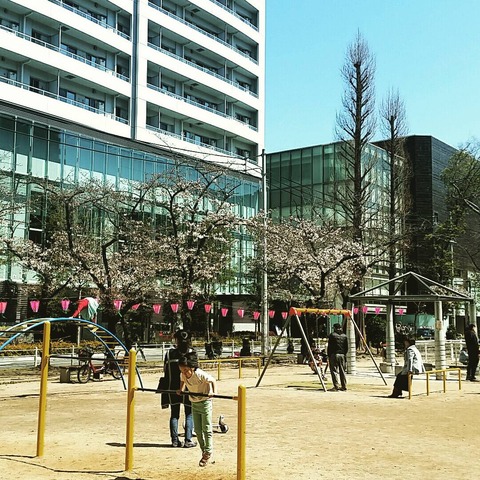 2017新町桜4