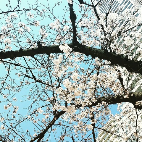 2017新町桜2