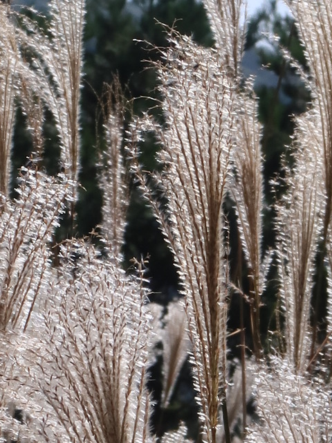 伊吹山2018
