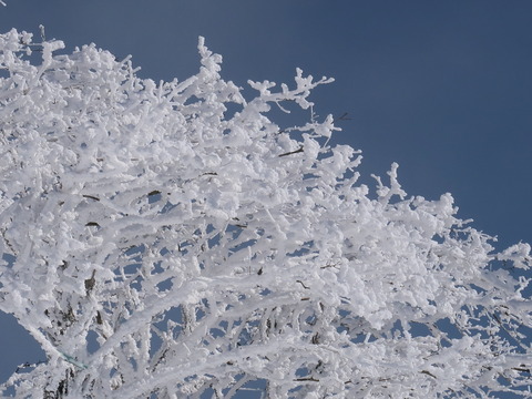 雪の伊吹山2019