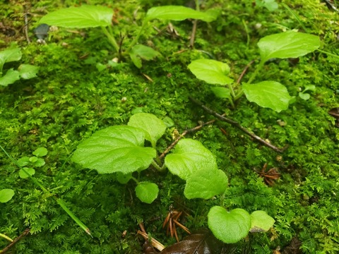 LINE_ALBUM_2022-8-17～18 ローソク温泉🥰_220819_35