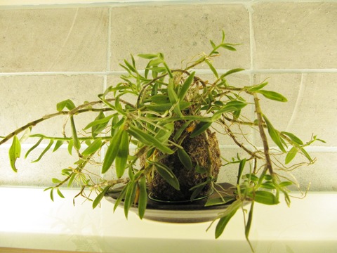 苔玉 蘭