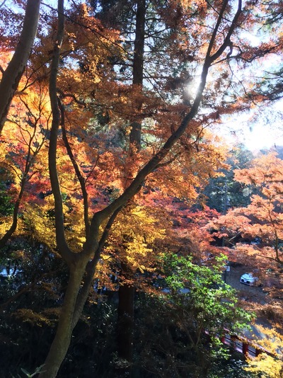 20171202犬山紅葉散策_171204_0295