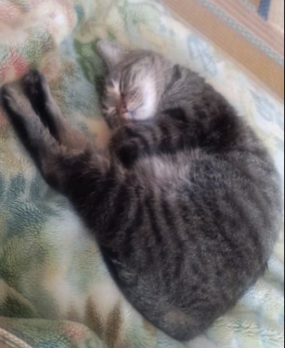 pinoko