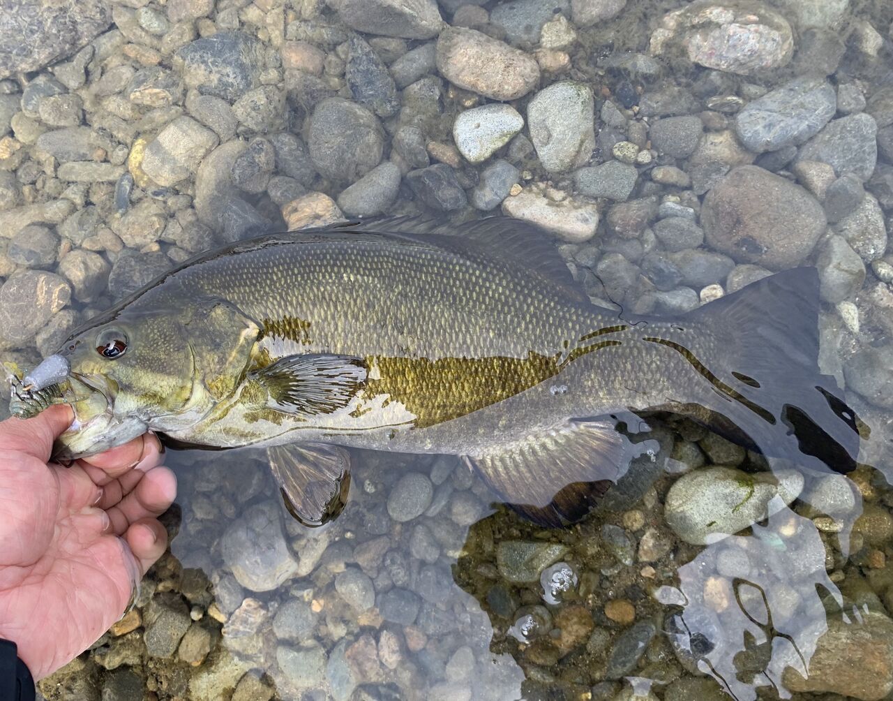 スモールマウス バス Shino0525のブログ