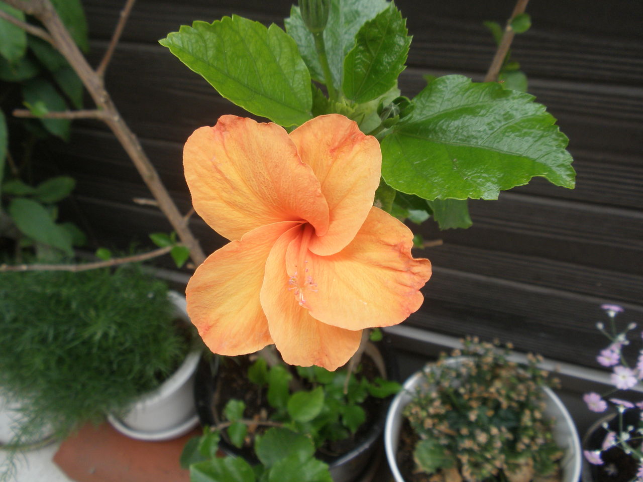 市場 平和 ハイビスカス夏の花の培養土 市場 平和 ハイビスカス夏の花の培養土