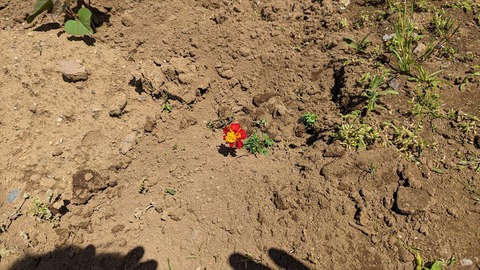 2024-05-25 13.06.39-1●_R