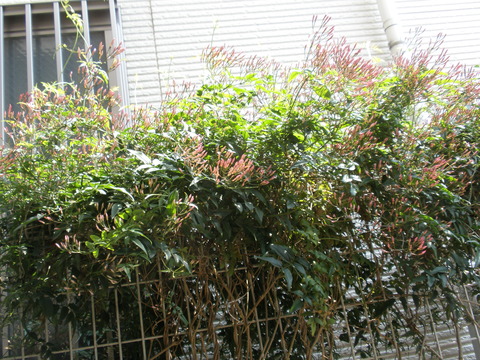 P4260074
