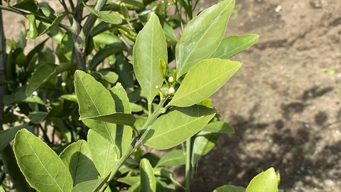 IMG_E5585●_R