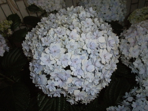 P5230021