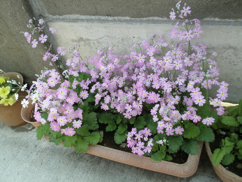 P4100253