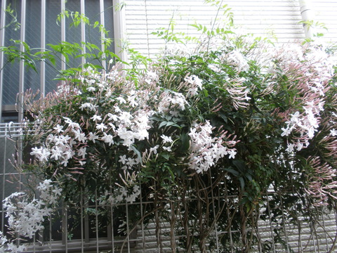 P5050003