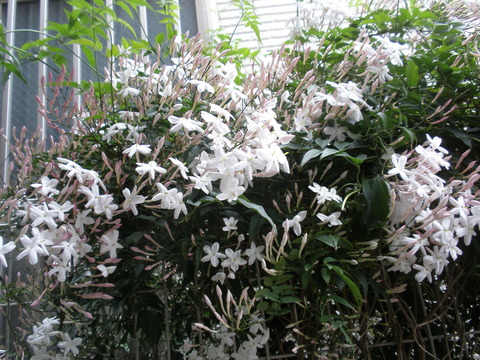 P5050004
