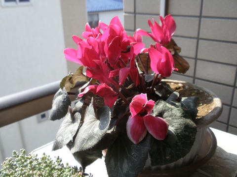 P4080225
